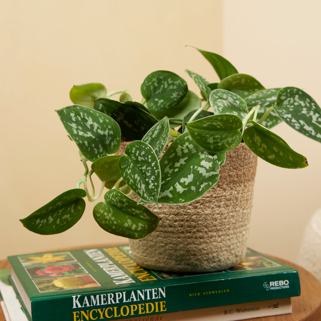 Scindapsus Pictus – Planta de interior