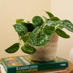 Scindapsus Pictus – Planta de interior