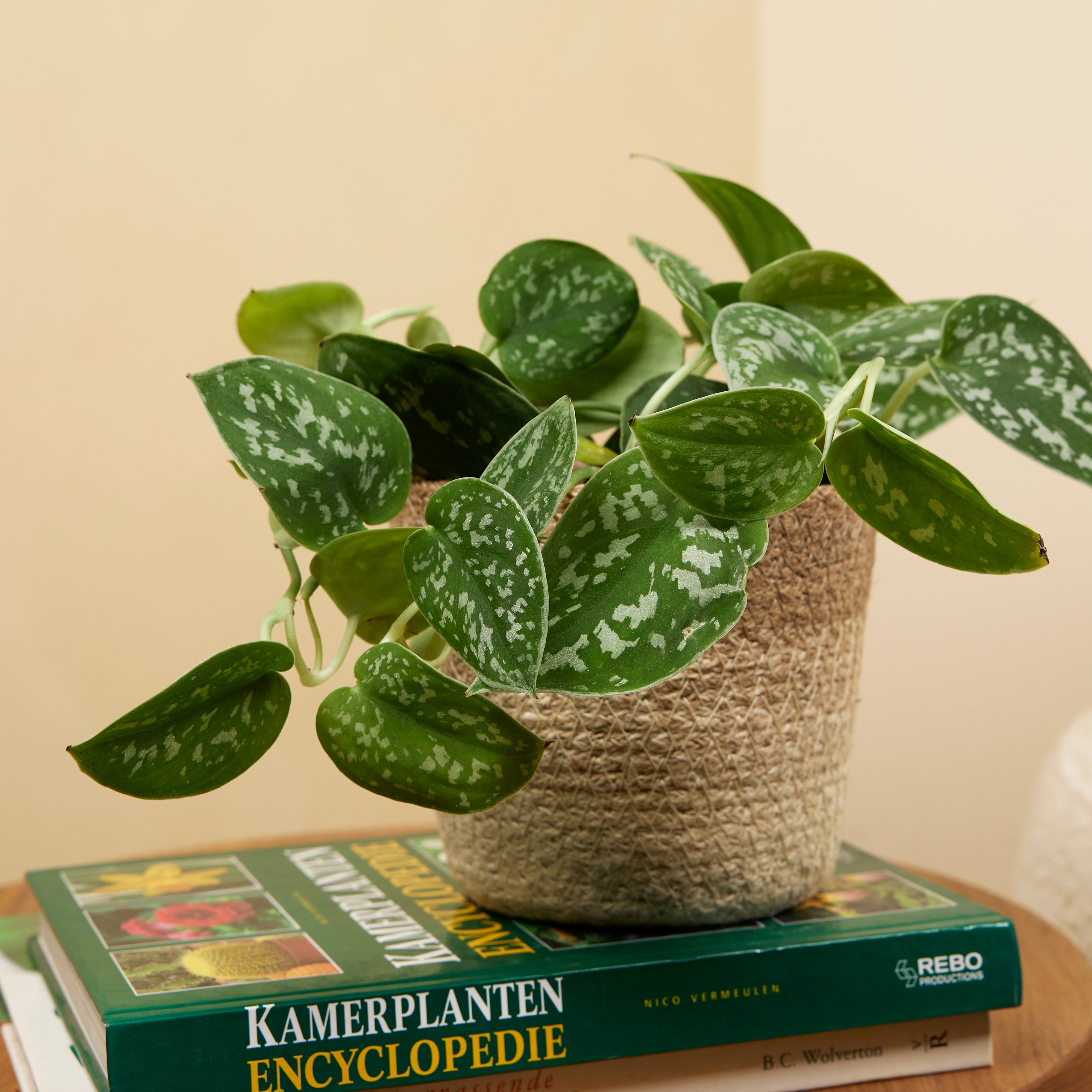 Scindapsus Pictus – Planta de interior