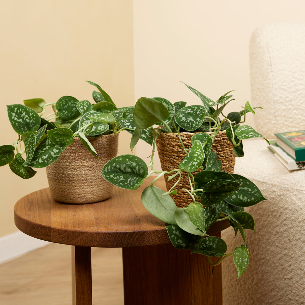 Scindapsus Pictus – Planta de interior
