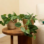 Scindapsus Pictus – Planta de interior