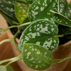 Scindapsus Pictus – Planta de interior