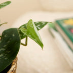 Scindapsus Pictus – Planta de interior