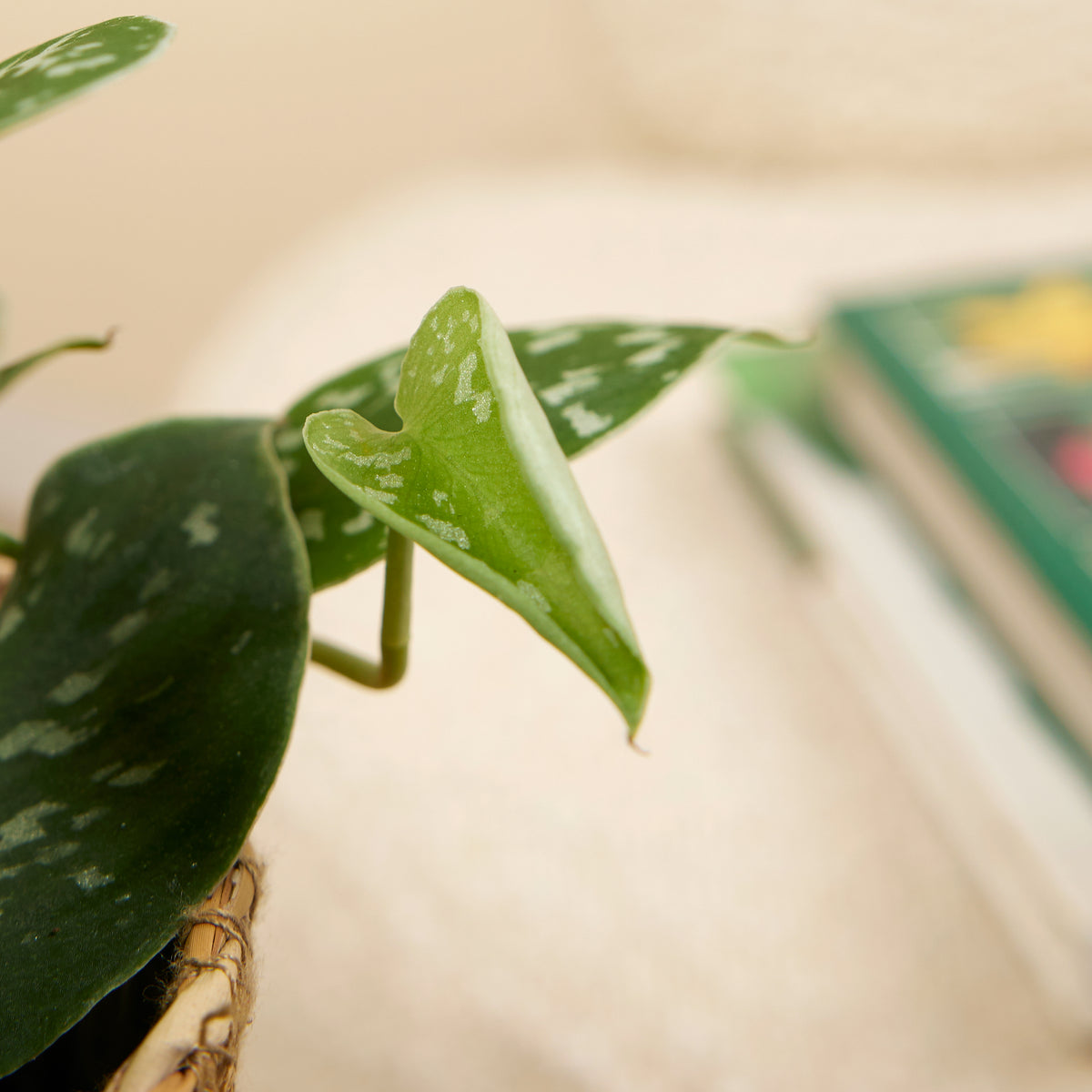 Scindapsus Pictus – Planta de interior