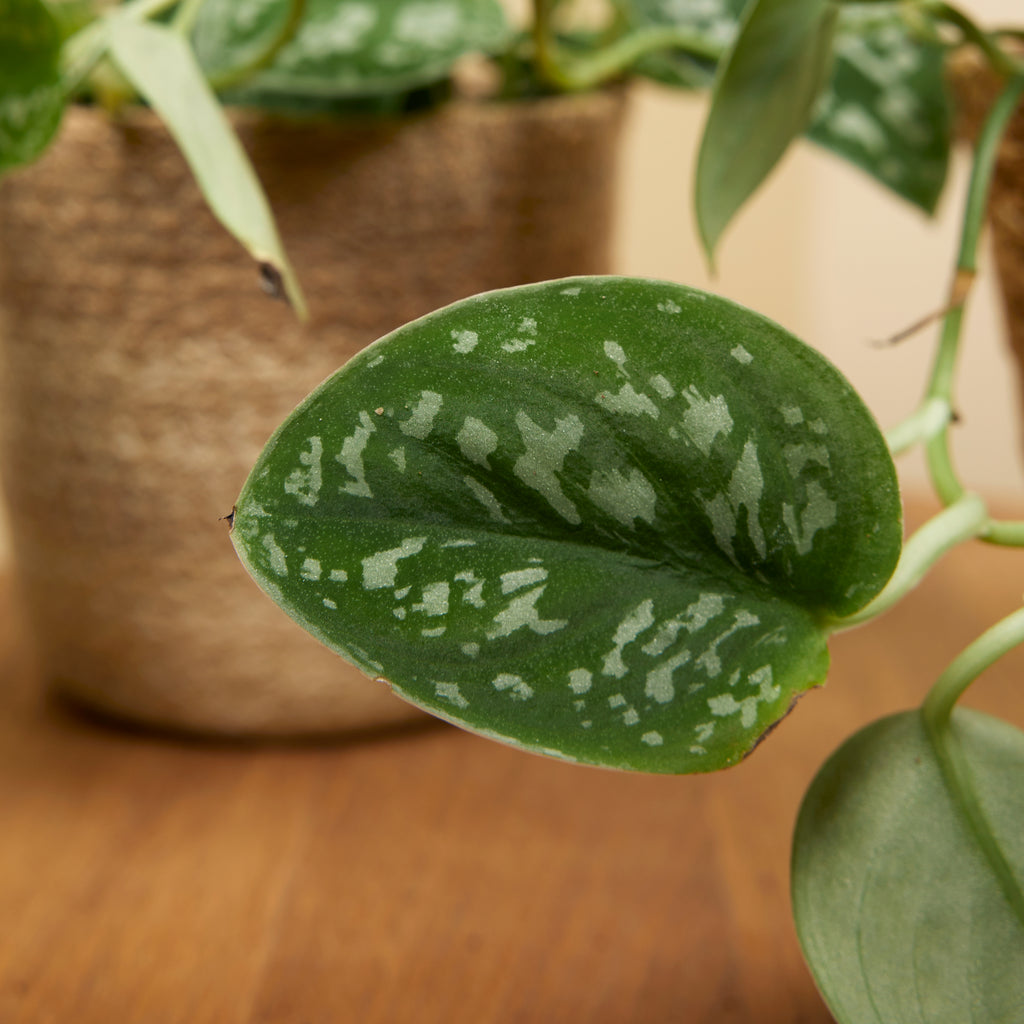 Scindapsus Pictus – Planta de interior