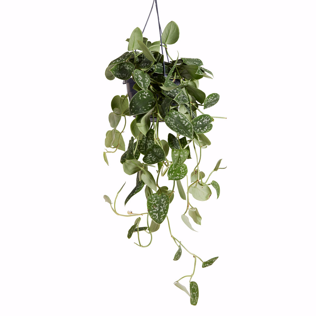 Scindapsus Pictus Trebie – Planta de interior