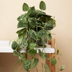 Scindapsus Pictus Trebie – Planta de interior