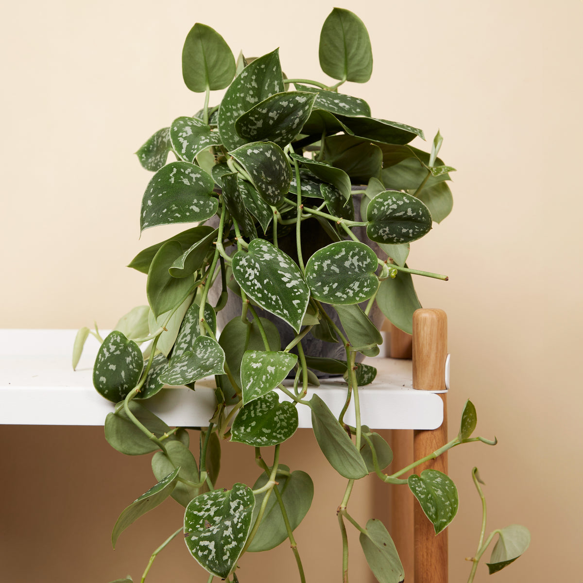 Scindapsus Pictus Trebie – Planta de interior