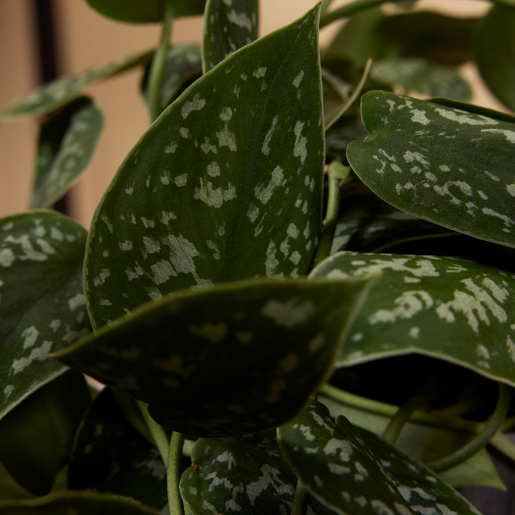 Scindapsus Pictus Trebie – Planta de interior