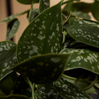 Scindapsus Pictus Trebie – Planta de interior