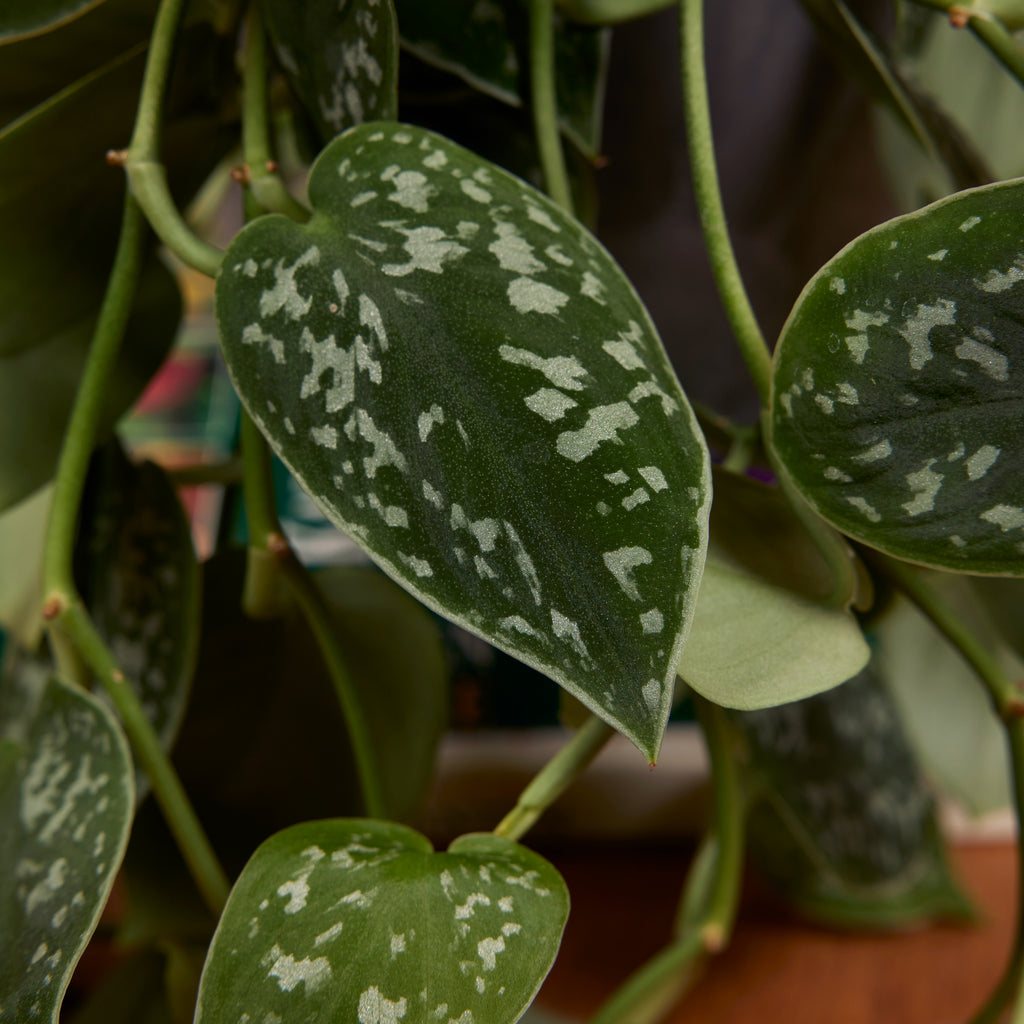 Scindapsus Pictus Trebie – Planta de interior
