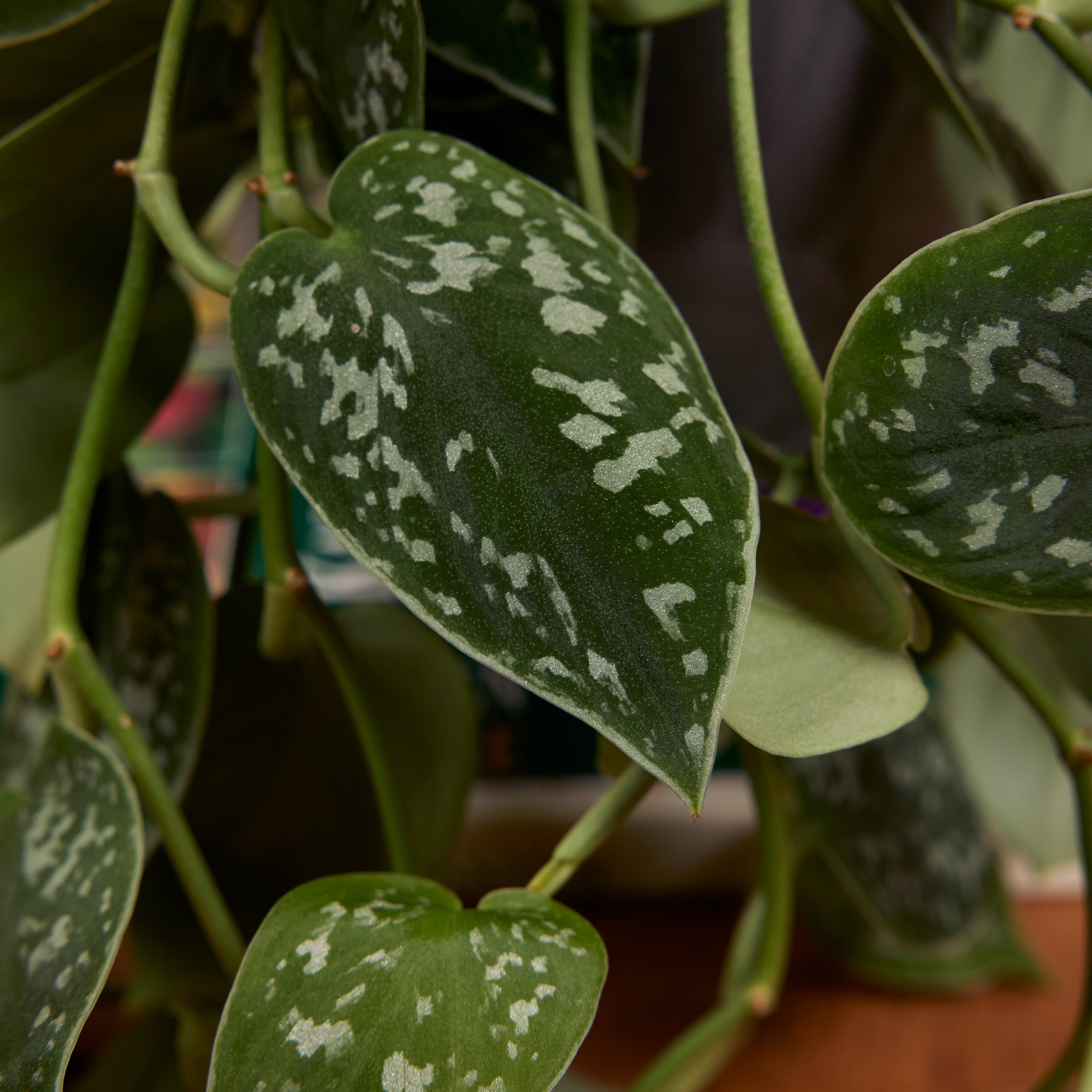 Scindapsus Pictus Trebie – Planta de interior