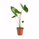 Alocasia Zebrina – Plante d'Intérieur