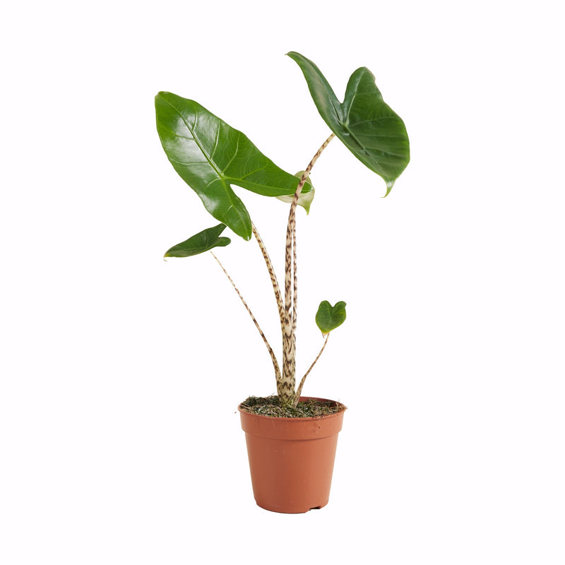 Alocasia Zebrina – Plante d'Intérieur