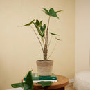 Alocasia Zebrina – Plante d'Intérieur