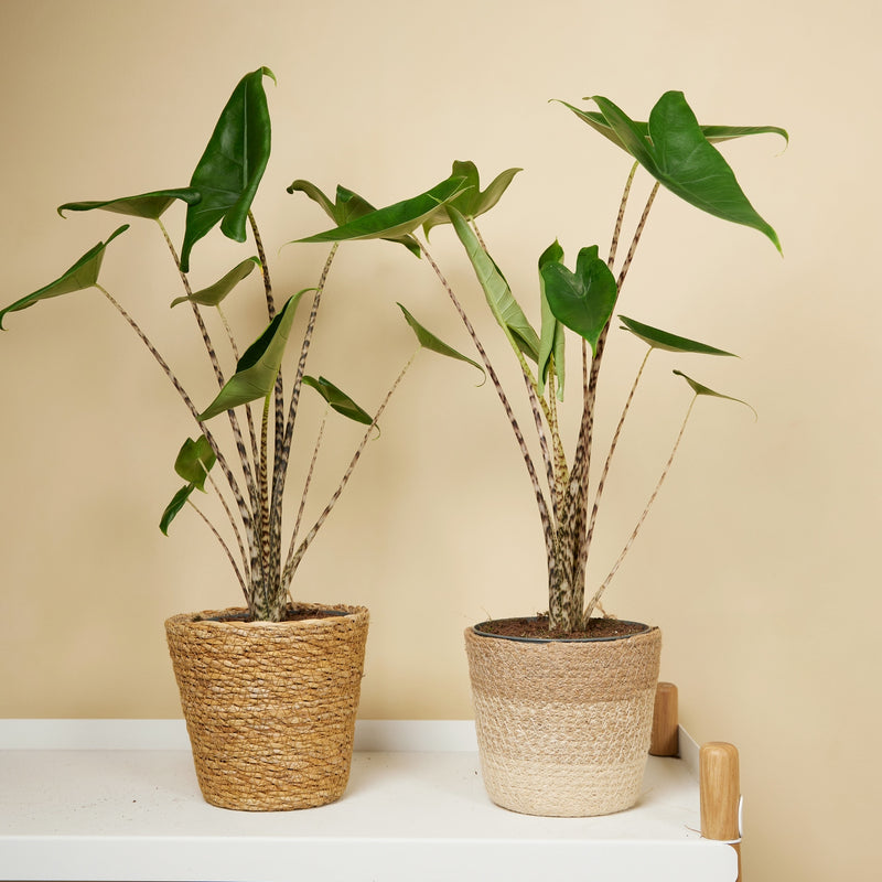 Alocasia Zebrina – Plante d'Intérieur