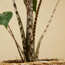 Alocasia Zebrina – Plante d'Intérieur
