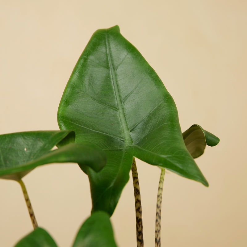 Alocasia Zebrina – Plante d'Intérieur