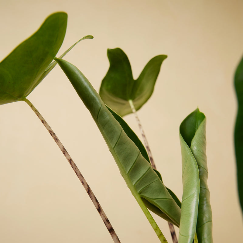 Alocasia Zebrina – Plante d'Intérieur