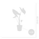 Alocasia Zebrina – Plante d'Intérieur