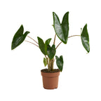 Alocasia Zebrina – Plante D'Intérieur