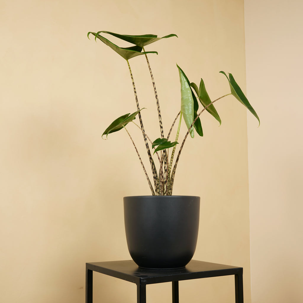 Alocasia Zebrina – Plante D'Intérieur