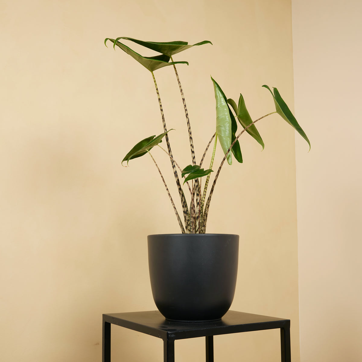 Alocasia Zebrina – Plante D'Intérieur