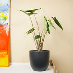 Alocasia Zebrina – Plante D'Intérieur