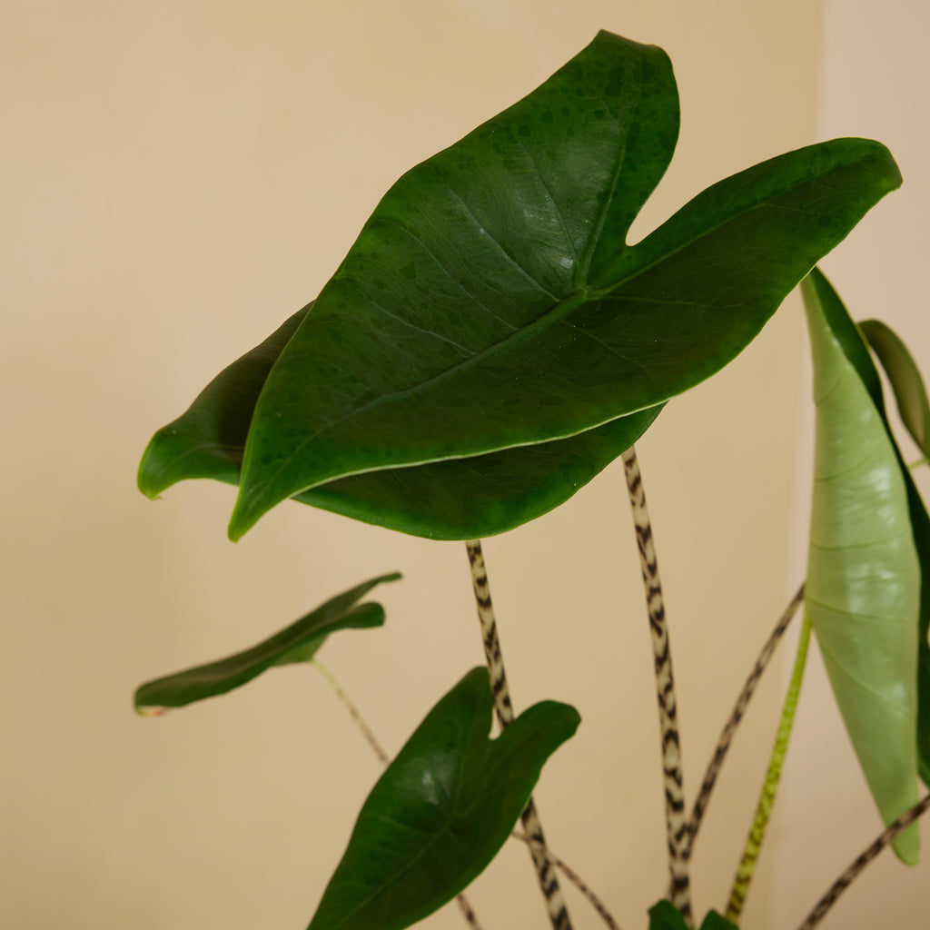 Alocasia Zebrina – Plante D'Intérieur