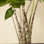 Alocasia Zebrina – Plante D'Intérieur