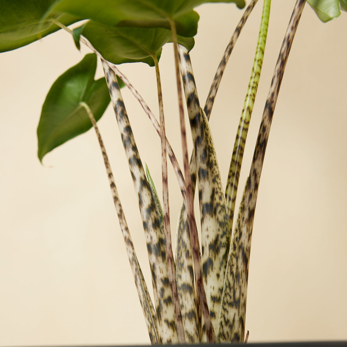 Alocasia Zebrina – Plante D'Intérieur