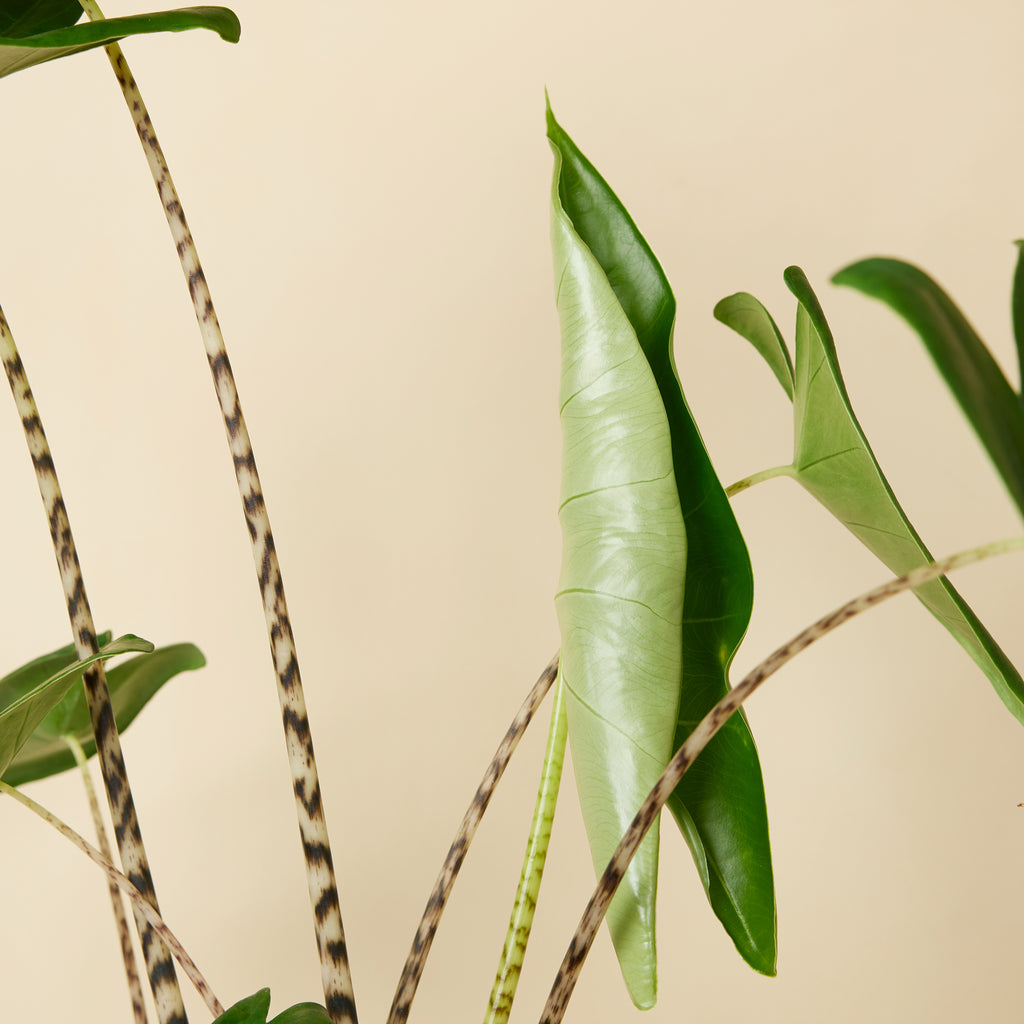 Alocasia Zebrina – Plante D'Intérieur