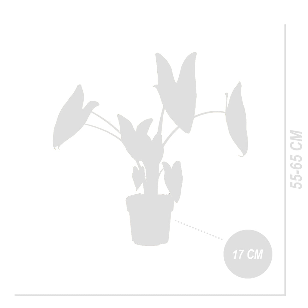 Alocasia Zebrina – Plante D'Intérieur