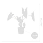Alocasia Zebrina – Plante D'Intérieur