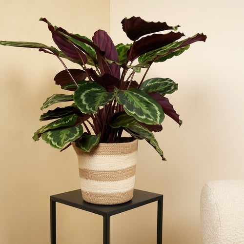 Medallón de Calathea – Planta de interior