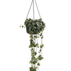 Ceropegia Woodii – Houseplant