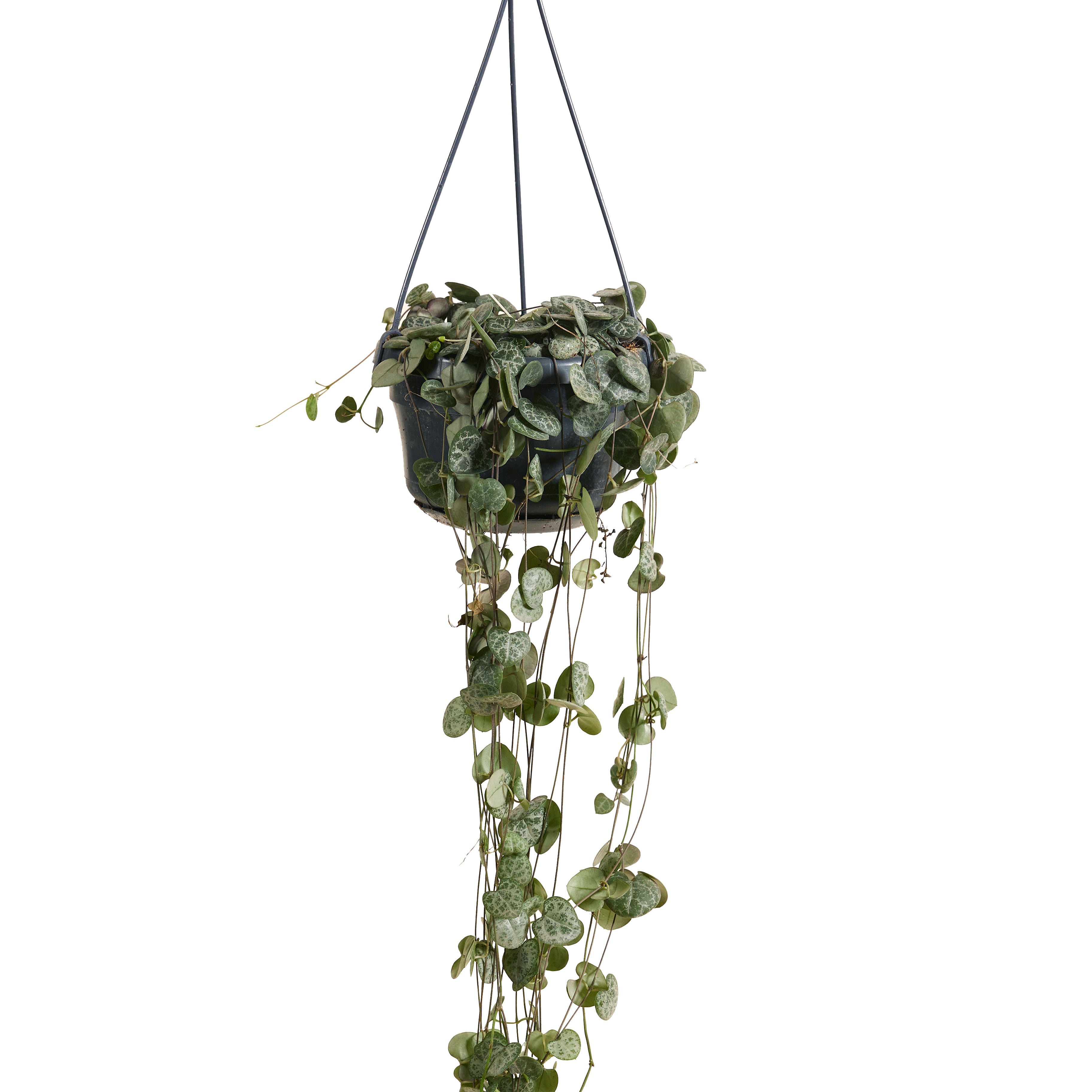 Ceropegia Woodii – Houseplant