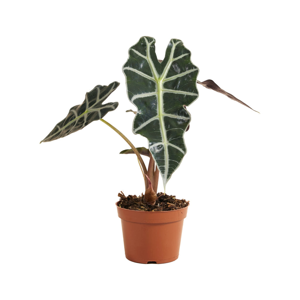 Alocasia Polly – Houseplant