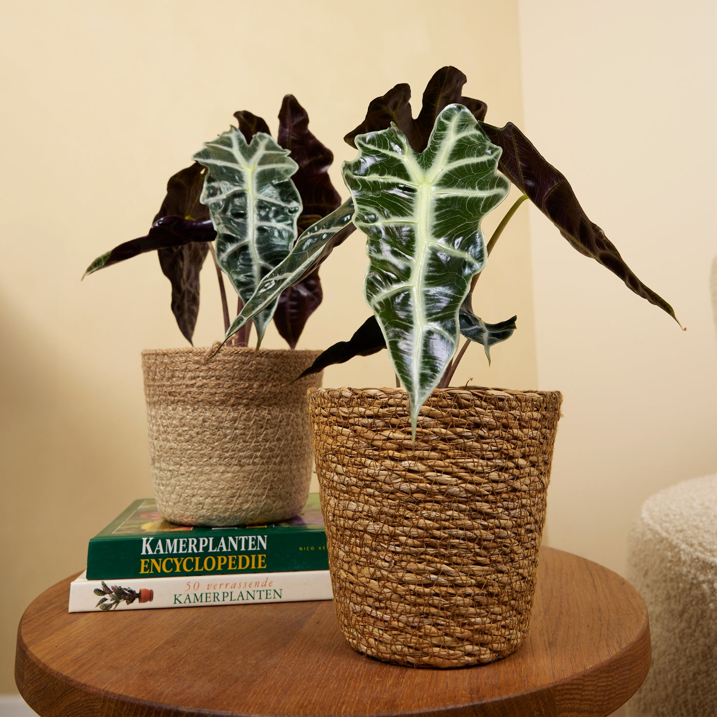 Alocasia Polly – Houseplant