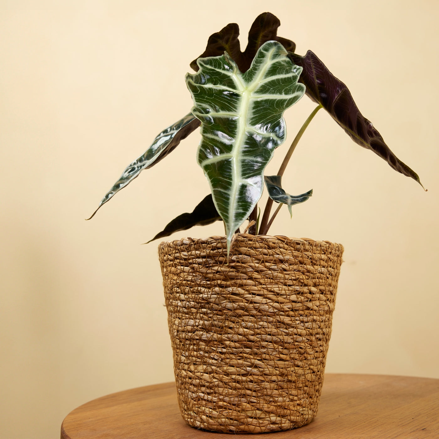 Alocasia Polly – Houseplant