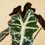 Alocasia Polly – Houseplant