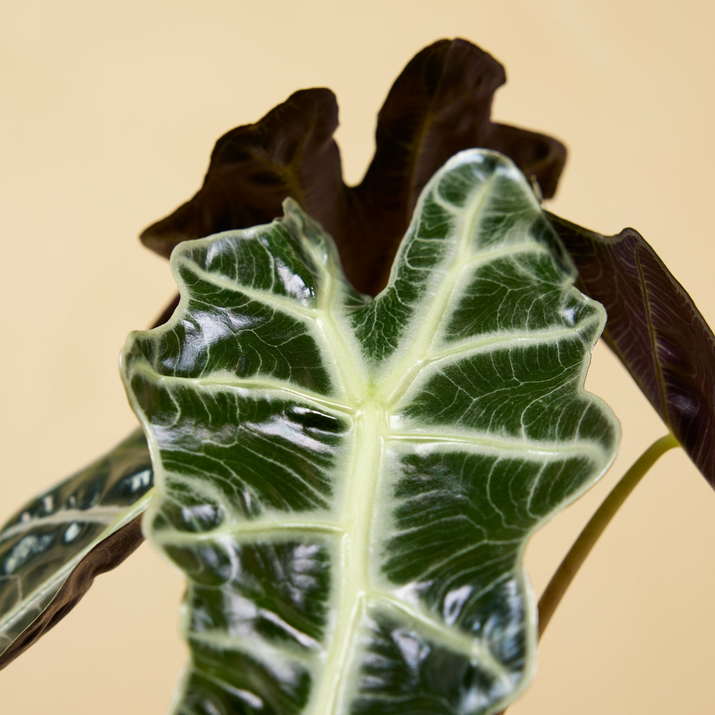 Alocasia Polly – Houseplant