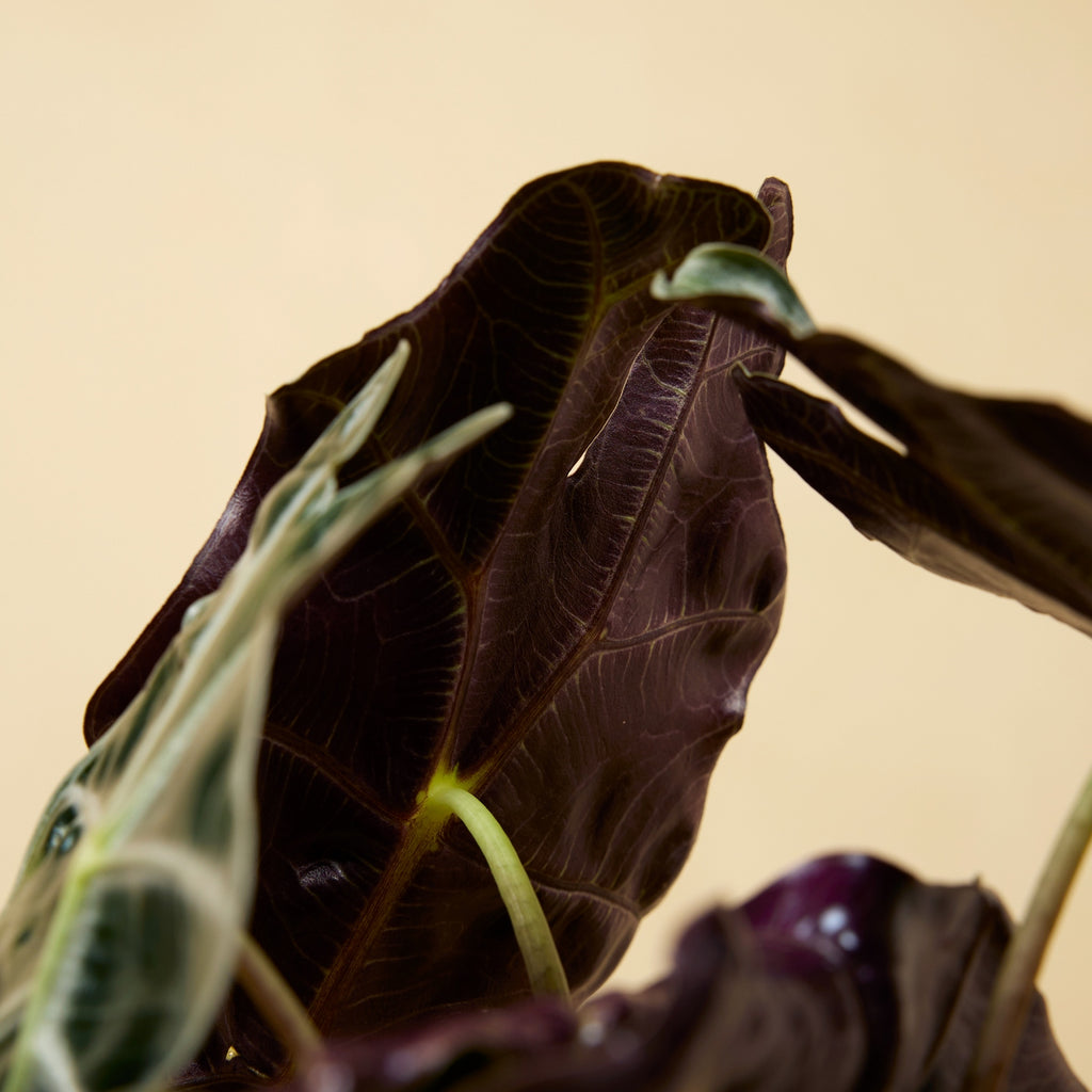 Alocasia Polly – Houseplant