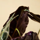Alocasia Polly – Plante d'Intérieur