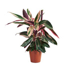 Calathea Triostar – Indoor Plant