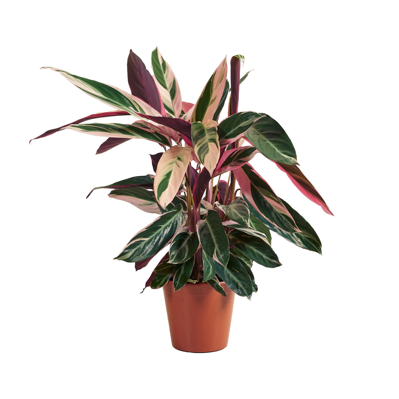 Calathea Triostar – Indoor Plant
