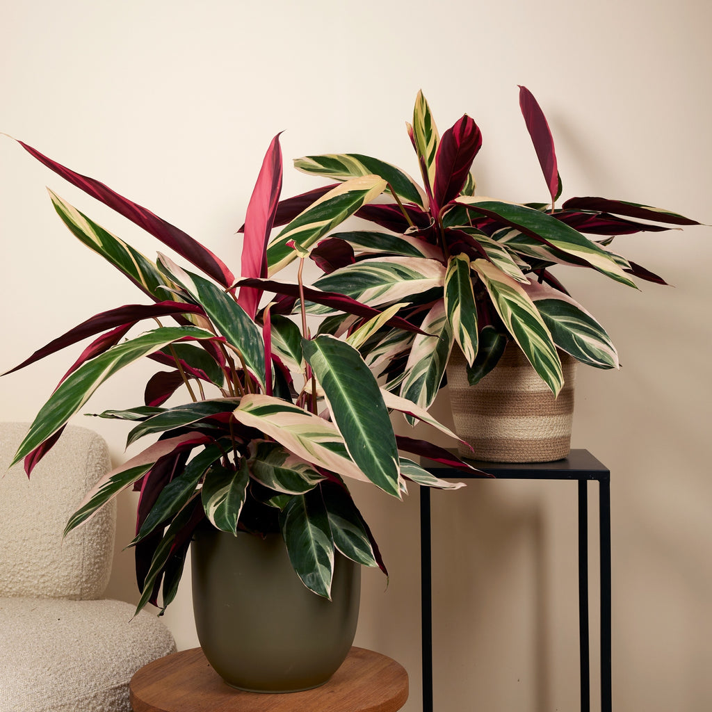 Calathea Triostar – Indoor Plant