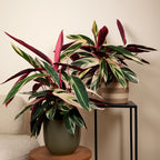 Calathea Triostar – Indoor Plant