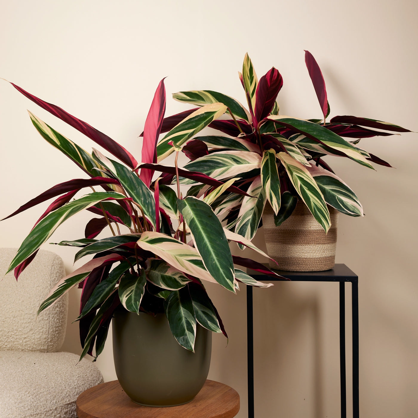 Calathea Triostar – Indoor Plant