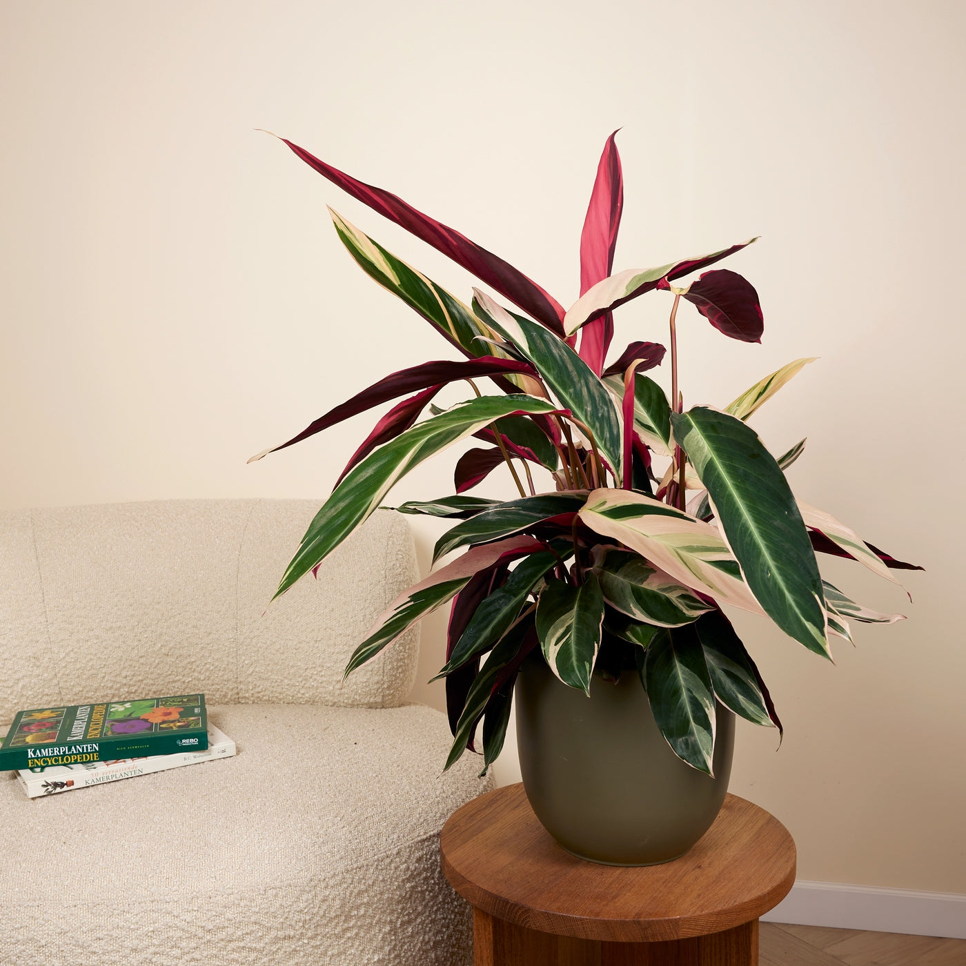 Calathea Triostar – Indoor Plant
